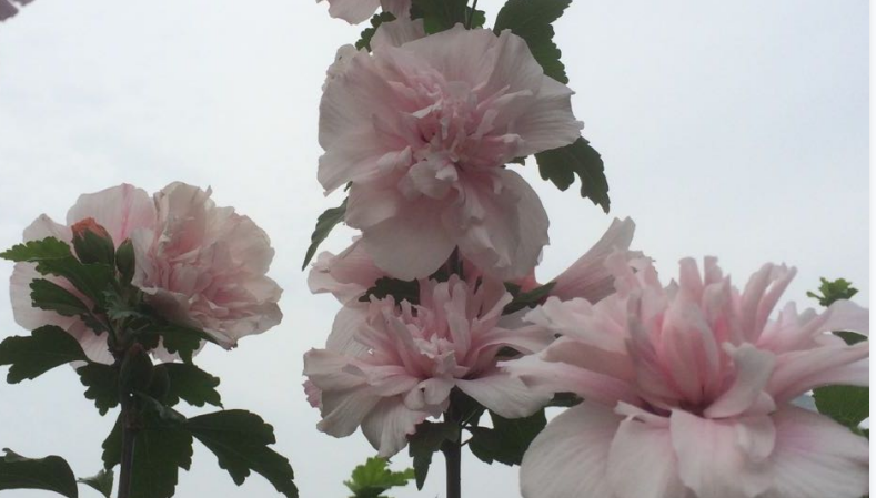嫁接美國(guó)木槿